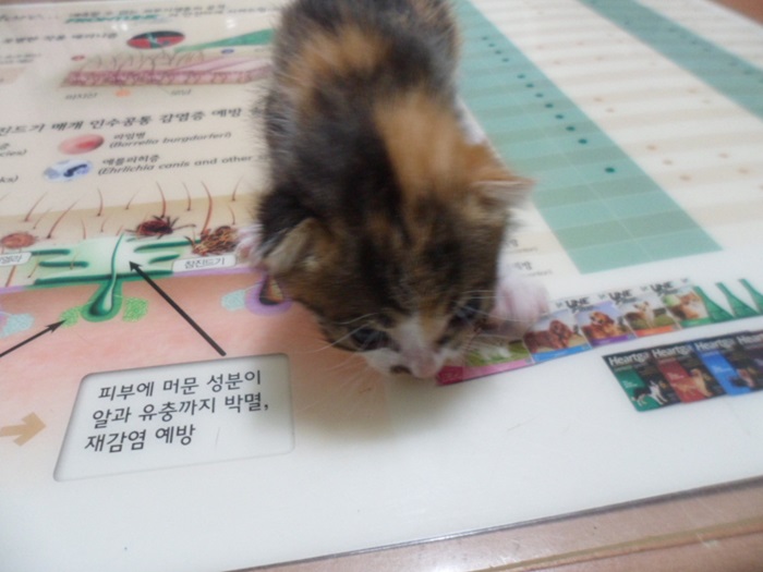 한국 고양이 이미지 파일 입니다.